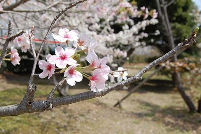 晴れのち桜