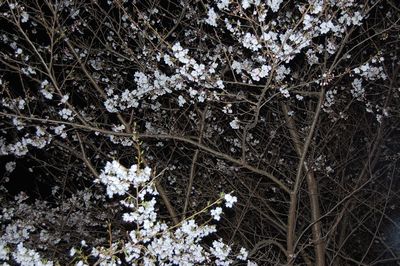 夜空と桜と桜色