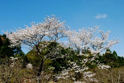 高津気の桜