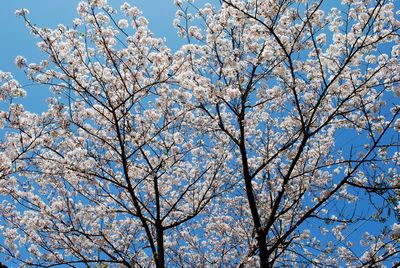 桜さくら