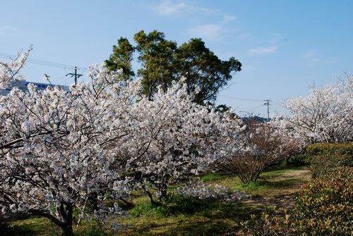 花見日和