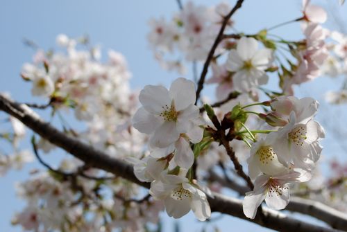 桜開花