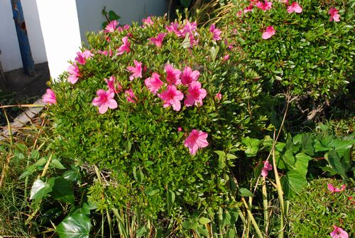 植木の手入れにハマる