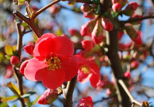 例年恒例、木瓜が咲く