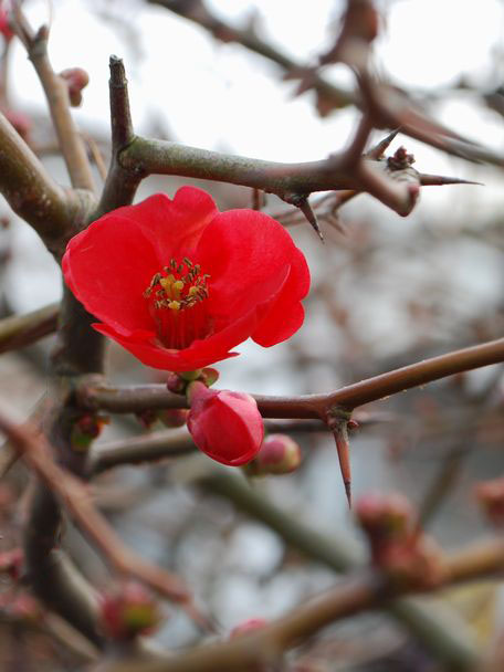 木瓜の花が一輪だけ