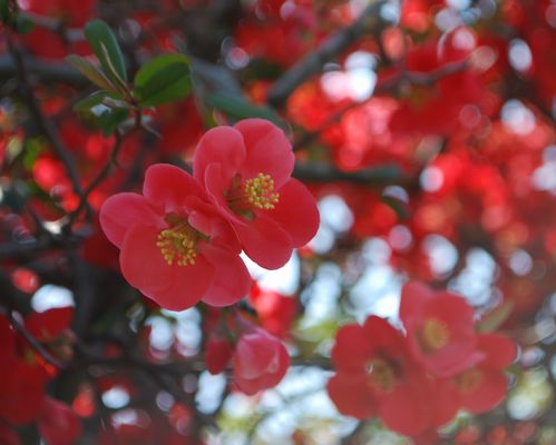 木瓜の花2014年