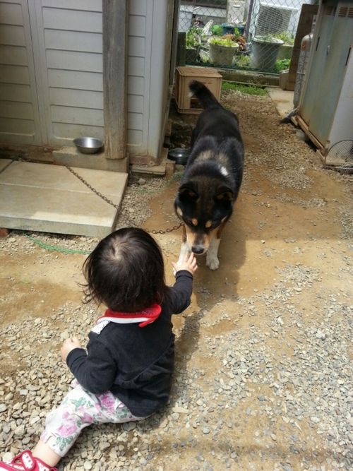 犬が怖くない寧々