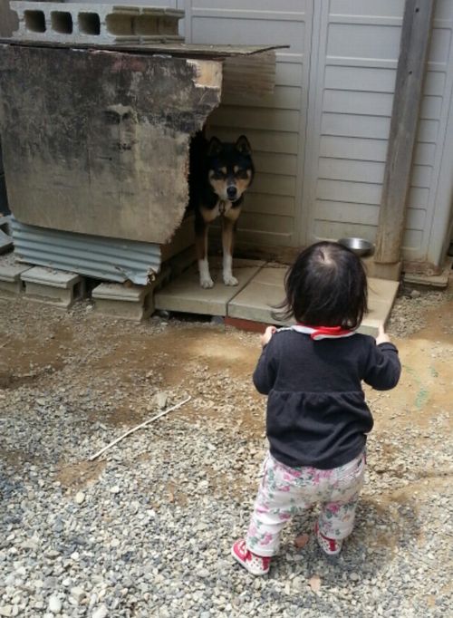 犬が怖くない寧々