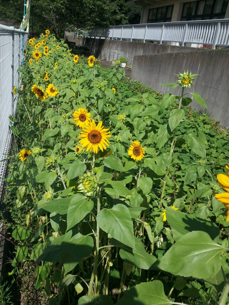 ひまわりの種をまいて笑顔を咲かせよう 九代目日記