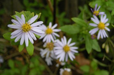 株式会社モリカワ構内の花