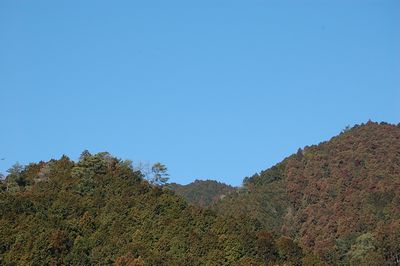 熊野の杉たち