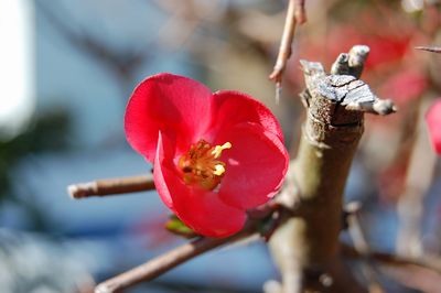 木瓜の花