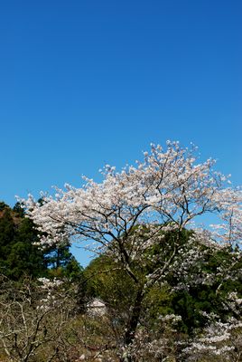 高津気の桜