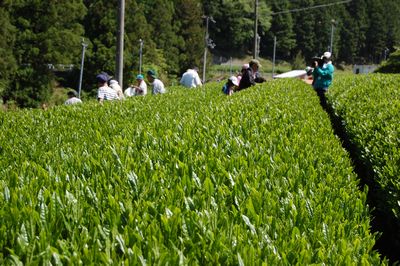 南紀くろしお商工会青年部茶摘体験