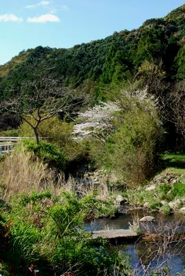 高津気の桜