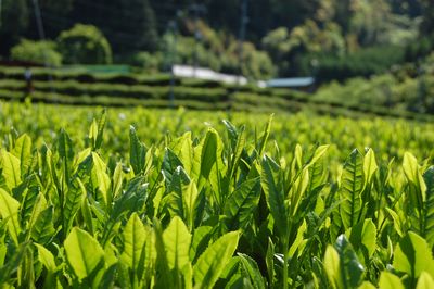 南紀くろしお商工会青年部茶摘を体験