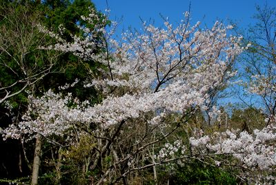 高津気の桜