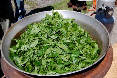 南紀くろしお商工会青年部茶摘を体験