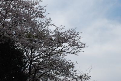 拘子の川の桜