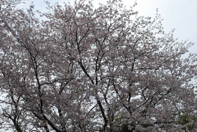 拘子の川の桜