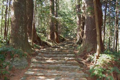 世界遺産 熊野古道 石畳