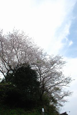 拘子の川の桜
