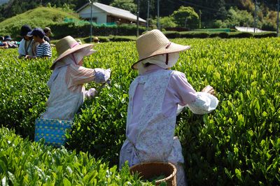 南紀くろしお商工会青年部茶摘を体験