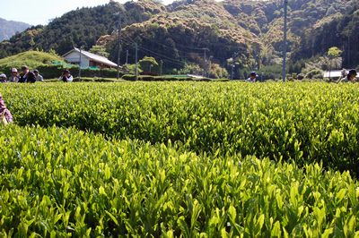 南紀くろしお商工会青年部茶摘体験