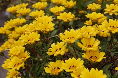 森川家の花壇