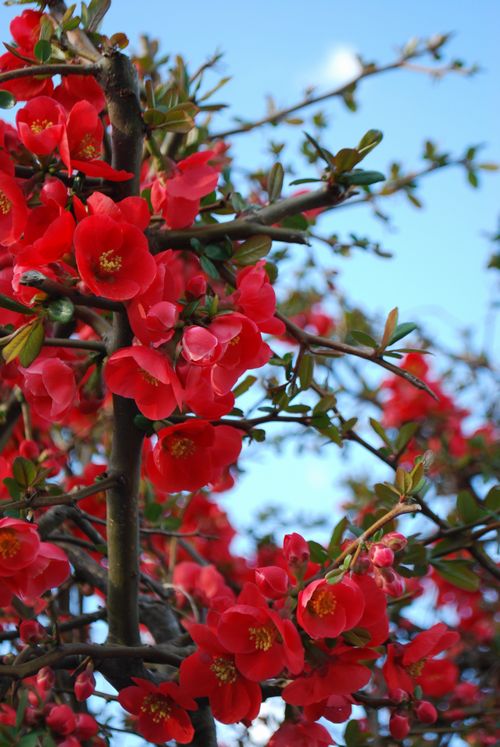 木瓜の花