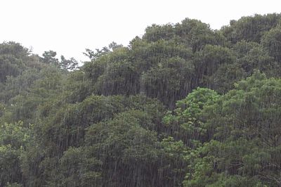 宇久井の山