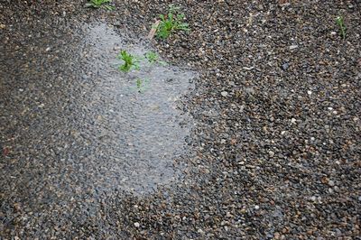 雨の株式会社モリカワ構内