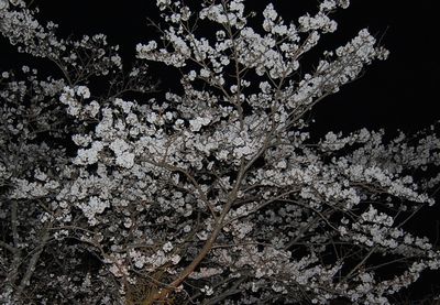 ソメイヨシノ夜桜