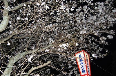 ソメイヨシノ夜桜