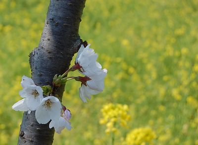 中辺路の桜