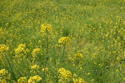 中辺路の菜の花