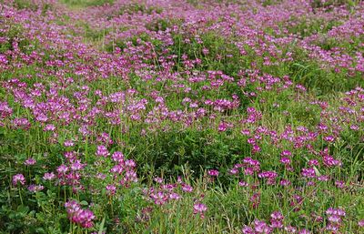 高津気の花