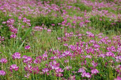 高津気の花