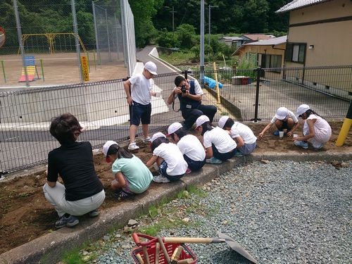 ひまわりの咲く街プロジェクト