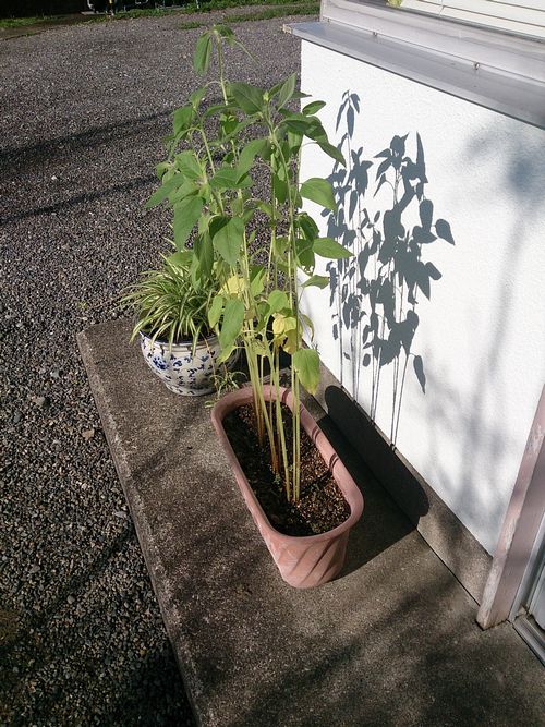 太田小学校のひまわり