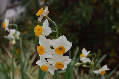 何かの花